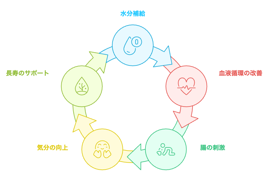 朝の水の習慣のサイクル