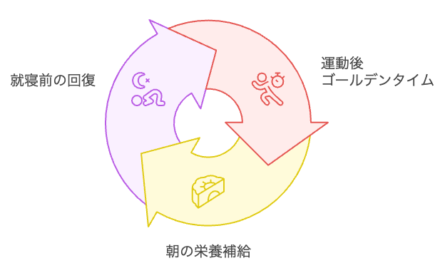 プロテイン摂取のサイクル