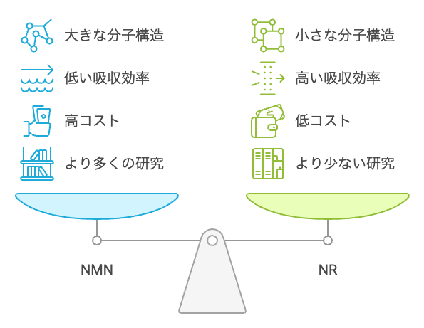NMNとNRの比較:NADレベルを上げるための戦略