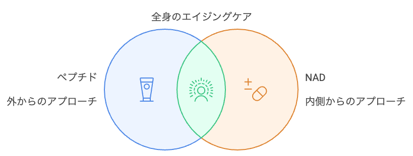エイジングケア成分の相乗効果