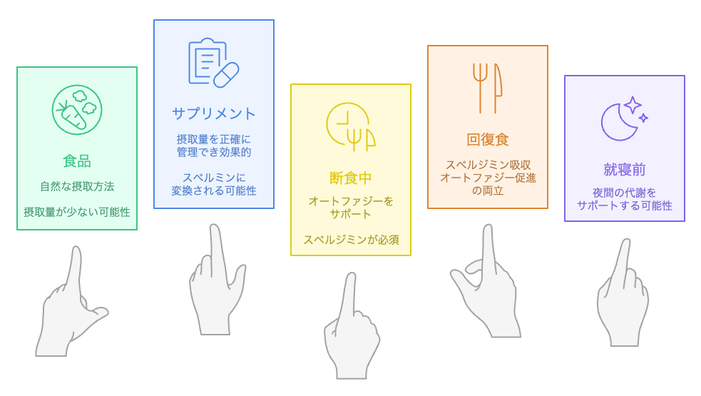 スペルミジンをどのように摂取すべきか？