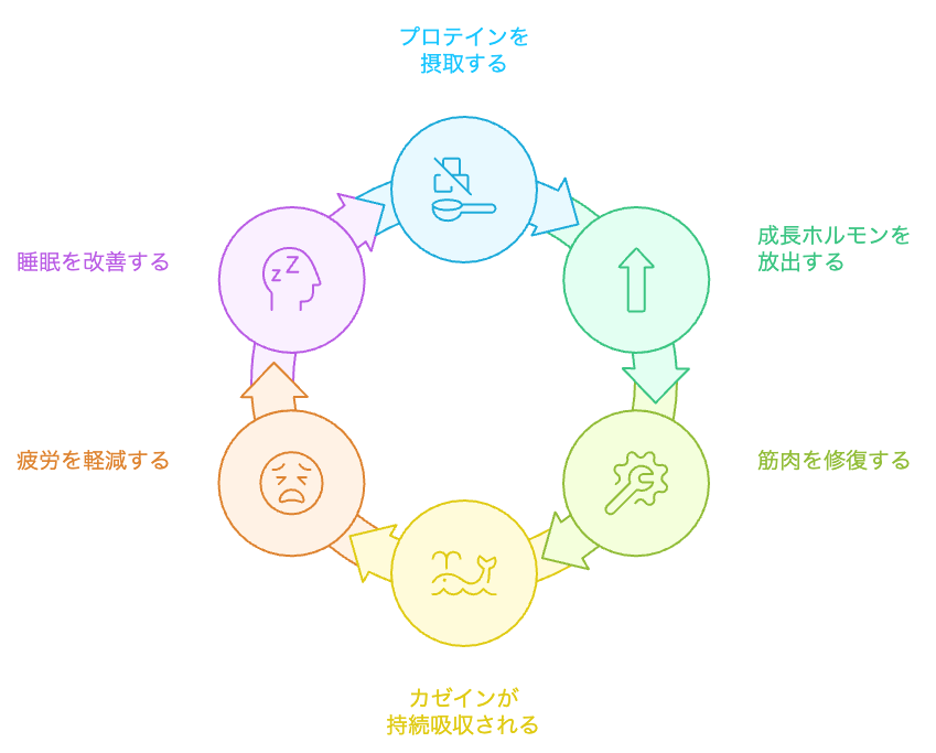 夜のプロテイン摂取のサイクル