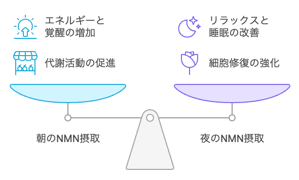 NMN摂取の最適なタイミングを選択する。