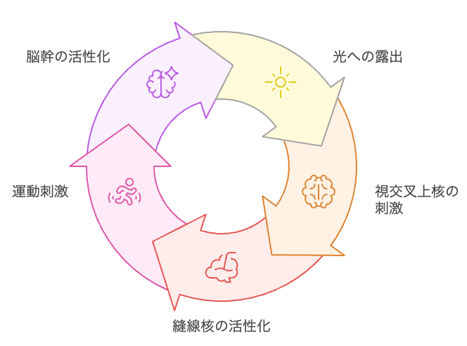 セロトニン活性化のサイクル