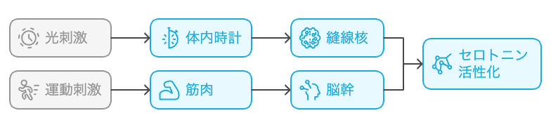 セロトニン活性化のフローチャート