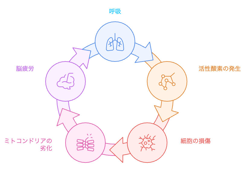 酸化ストレスのサイクル