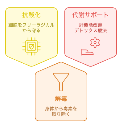 グルタチオンの機能