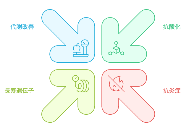 レスベラトロールの老化防止効果