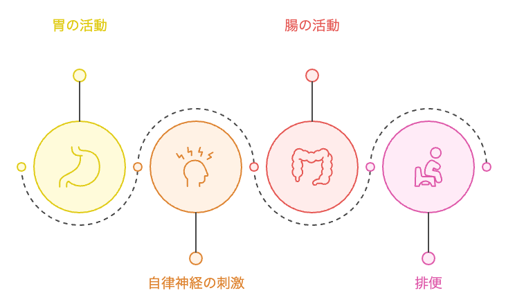 朝の腸の動きのシーケンス