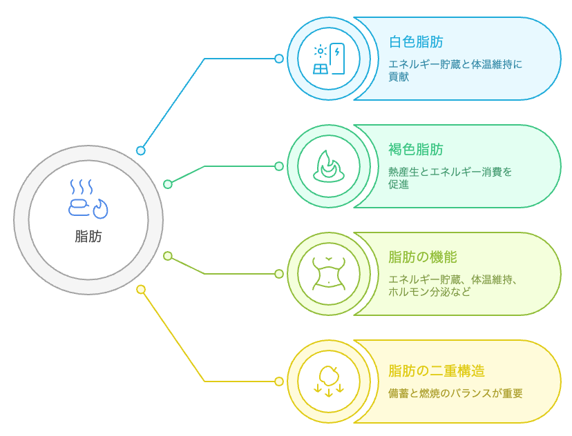 脂肪の多面的な役割