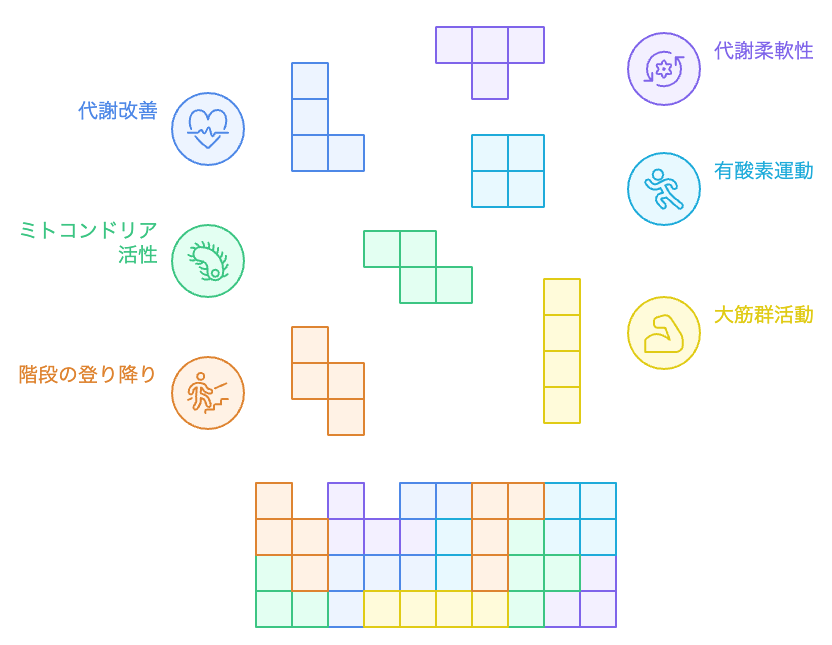 運動による身体の燃料利用の変革