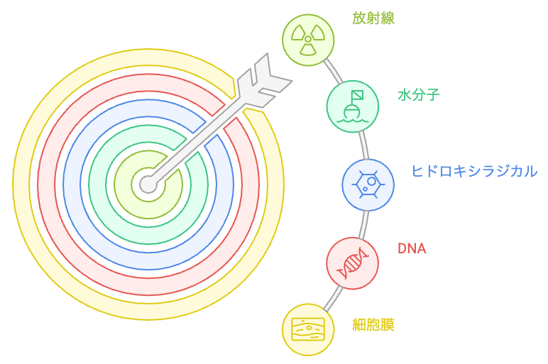 電離放射線が水分子を介してヒドロキシラジカルを生じ、DNA や細胞膜に作用する流れを示した概念図