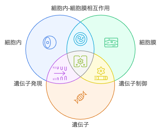 抗酸化サプリ3種が働く層を示した概念図