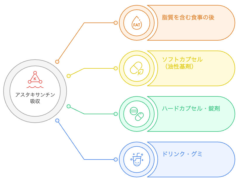 アスタキサンチンの吸収を左右する要因の概念図